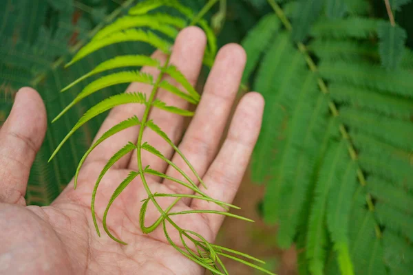 Leucaena Leucocephala Lamtoro Planta Tropical Fondo Hoja Verde Foto Adecuada —  Fotos de Stock