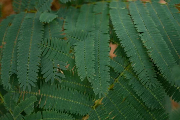 Leucaena Leucocephala Lamtoro Tropikalna Roślina Zielone Tło Liści Fotografia Nadaje — Zdjęcie stockowe