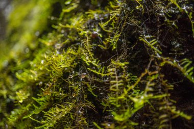 Yüzeyde ve yüzeyde yüksek nem içeren yeşil yosun dokusu var. Fotoğraf macera içeriği medyası, doğa posteri ve orman geçmişi için kullanılabilir.