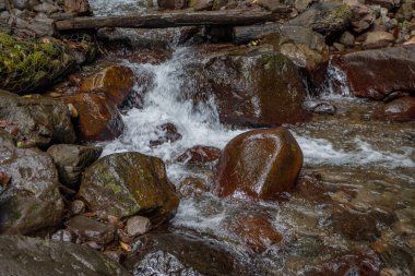 Yeşil yapraklı ve yosunlu Semarang Central Java 'ya tropik su dökülüyor. Fotoğraf macera içeriği medyası, doğa posteri ve orman geçmişi için kullanılabilir.