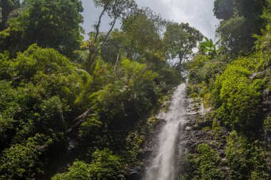 Yeşil yapraklı ve yosunlu Semarang Central Java 'ya tropik su dökülüyor. Fotoğraf macera içeriği medyası, doğa posteri ve orman geçmişi için kullanılabilir.