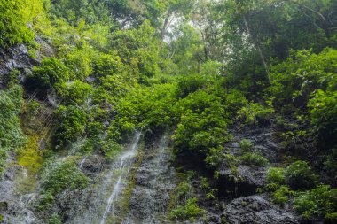 Yeşil yapraklı ve yosunlu Semarang Central Java 'ya tropik su dökülüyor. Fotoğraf macera içeriği medyası, doğa posteri ve orman geçmişi için kullanılabilir.