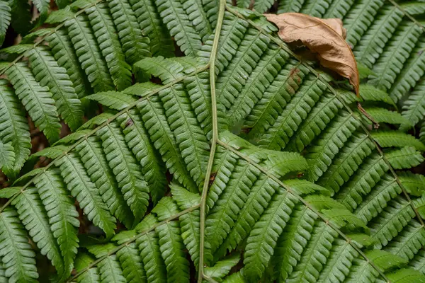 Texturizado Superficie Hoja Verde Helecho Águila Terreno Acampada Foto Adecuada — Foto de Stock