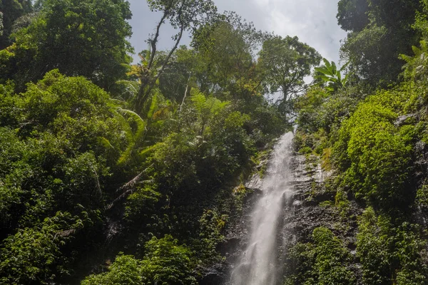 Yeşil Yapraklı Yosunlu Semarang Central Java Tropik Dökülüyor Fotoğraf Macera — Stok fotoğraf
