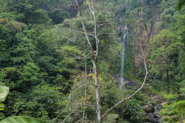 Yeşil yapraklı ve yosunlu Semarang Central Java 'ya tropik su dökülüyor. Fotoğraf macera içeriği medyası, doğa posteri ve orman geçmişi için kullanılabilir.