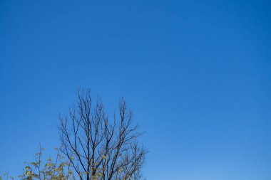 Ağaç dalı ve mavi gökyüzü arka planlı yeşil yapraklar. Fotoğraf doğa arkaplanı ve içerik ortamı için kullanılabilir.