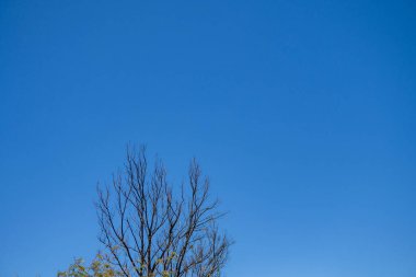 Ağaç dalı ve mavi gökyüzü arka planlı yeşil yapraklar. Fotoğraf doğa arkaplanı ve içerik ortamı için kullanılabilir.
