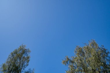 Ağaç dalı ve mavi gökyüzü arka planlı yeşil yapraklar. Fotoğraf doğa arkaplanı ve içerik ortamı için kullanılabilir.