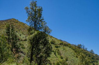 Sabah vakti güneş ışığı yaz titreşimleri aldığında manzara dağları. Fotoğraf macera içeriği medyası, doğa posteri ve orman geçmişi için kullanılabilir.