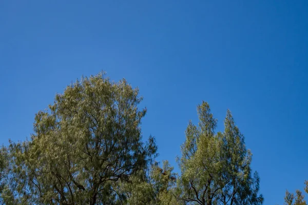 Rama Árboles Hojas Verdes Con Fondo Cielo Azul Foto Adecuada — Foto de Stock