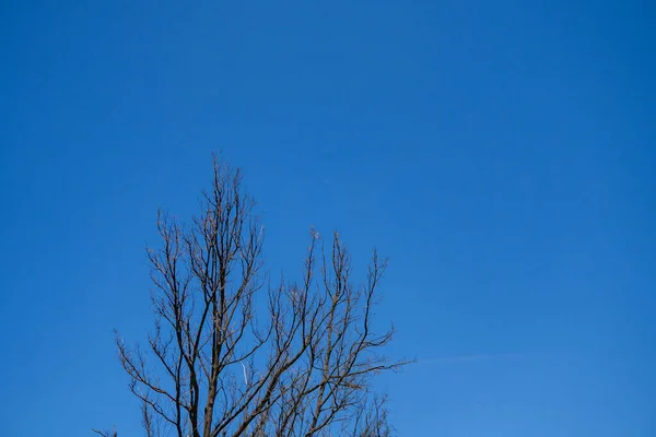 Гілка Дерева Зелене Листя Синім Фоном Неба Фотографія Підходить Використання — стокове фото