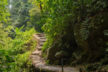 Yağmur mevsiminde dağın zirvesine ulaşan tropikal ormandaki yol. Fotoğraf macera içeriği medyası, doğa posteri ve orman geçmişi için kullanılabilir.