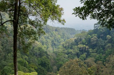 Yağmur mevsiminde dağın zirvesine ulaşan tropikal ormandaki yol. Fotoğraf macera içeriği medyası, doğa posteri ve orman geçmişi için kullanılabilir.