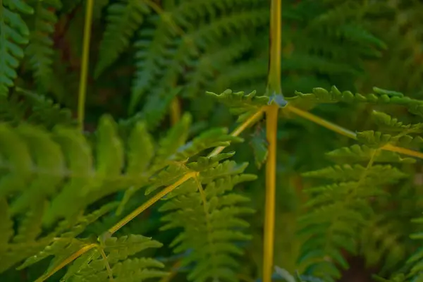 Textured Surface Eagle Fern Pteridium Aquilinum Green Leaf Photo Suitable — Stock Photo, Image