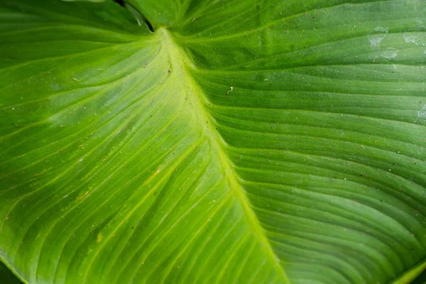 Texture and surface of homalomena occulta green leaf on the tropical forest. The photo is suitable to use for green leaf content media, nature poster and green leaf background.