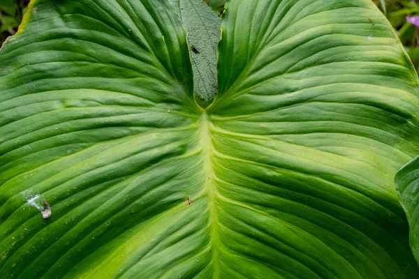 Texture and surface of homalomena occulta green leaf on the tropical forest. The photo is suitable to use for green leaf content media, nature poster and green leaf background.