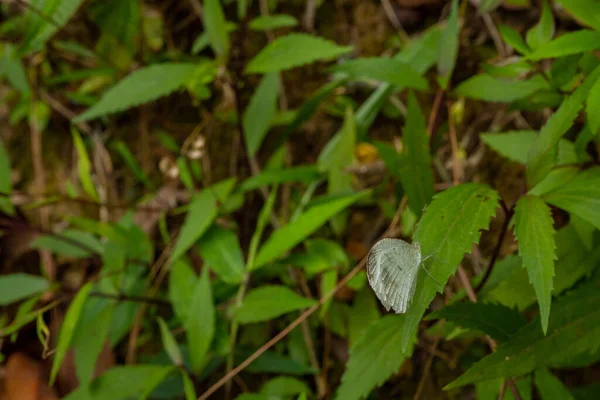 Percha Mariposa Sobre Hoja Verde Bosque Tropical Foto Adecuada Para — Foto de Stock