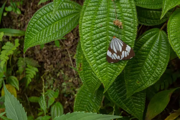 Grzęda Motyla Zielonym Liściu Tropikalnym Lesie Fotografia Nadaje Się Wykorzystania — Zdjęcie stockowe