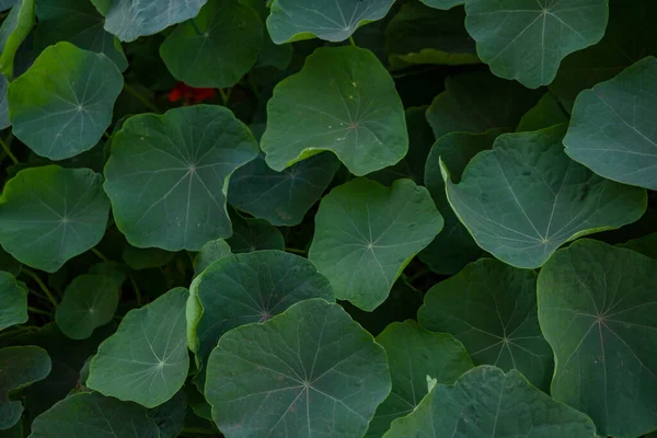Zöld Levél Tropaeolum Majus Garden Nasturtium Virág Úton Csúcs Hegy — Stock Fotó