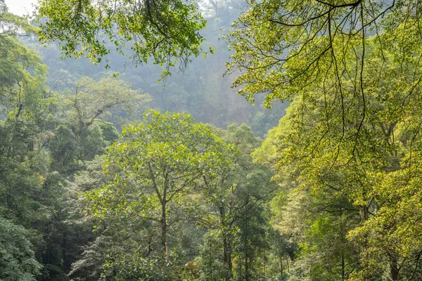 Τρόπος Για Τροπικό Δάσος Που Πρόκειται Κορυφωθεί Βουνό Όταν Την — Φωτογραφία Αρχείου