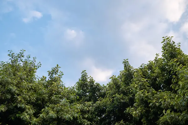 Πράσινο Φύλλο Δέντρου Φόντο Συννεφιασμένο Ουρανό Λάβει Χαμηλή Γωνία Φωτογραφία — Φωτογραφία Αρχείου