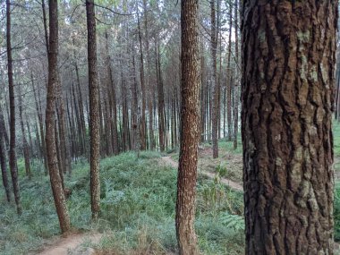 Yağmur mevsiminde dağın zirvesine ulaşan tropikal ormandaki yol. Fotoğraf macera içeriği medyası, doğa posteri ve orman geçmişi için kullanılabilir.