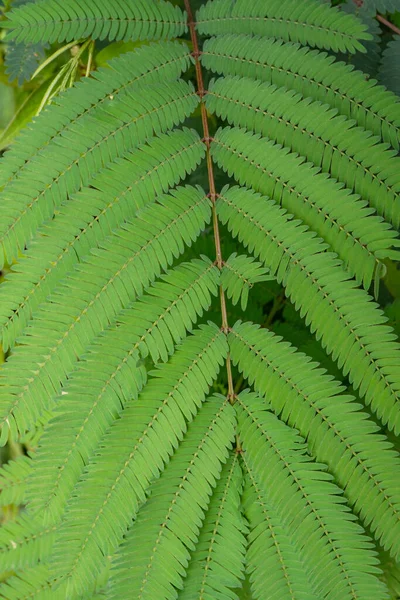 Sengon Albizia chinensis green leaf when rain season. The photo is suitable to use for nature background and botanical content media.
