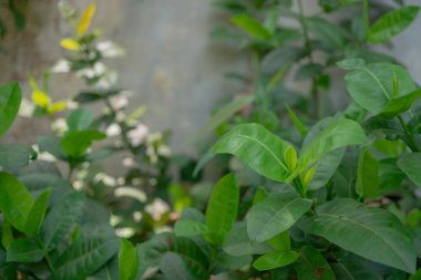 Saraca Asoca 'nın yeşil yaprağı yerli parkın üzerinde. Fotoğraf, doğa arkaplan çiçeği posteri ve botanik içerik medyası için uygundur.