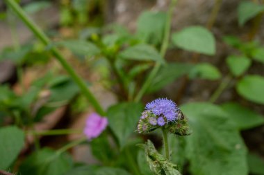 Dağda Ageratum houstonianum mor çiçek açar. Fotoğraf, doğa arkaplan çiçeği posteri ve botanik içerik medyası için uygundur.