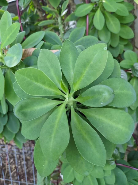 Зеленый Лист Euphorbia Antiquorum Саду Парка Фотография Подходит Использования Фоне — стоковое фото