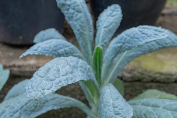Green leaf of laciniato kale on the green garden hydroponic. The photo is suitable to use for botanical content media and nature photo background.