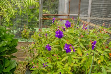 Bahçede küçük bir menekşe çiçeği Granulosa tibouchina. Fotoğraf doğa arka planı, botanik posteri ve bahçe içeriği medyası için kullanılabilir.