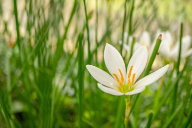 Yeşil bahçede sonbahar zephyr zambak küçük beyaz çiçek. Fotoğraf doğa arka planı, botanik posteri ve bahçe içeriği medyası için kullanılabilir.