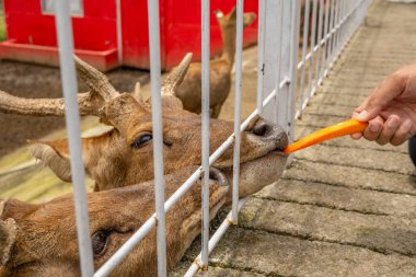 Bahçedeki parkta geyik Cervidae 'yi besleyen küçük bir hayvanat bahçesi aktivitesi. Bu fotoğraf doğa hayvan geçmişi, hayvanat bahçesi posteri ve reklamları için uygun..