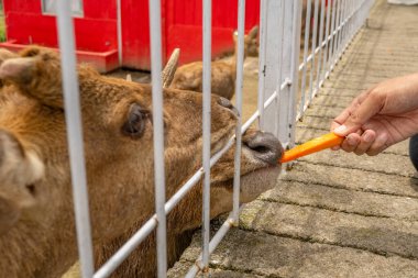Bahçedeki parkta geyik Cervidae 'yi besleyen küçük bir hayvanat bahçesi aktivitesi. Bu fotoğraf doğa hayvan geçmişi, hayvanat bahçesi posteri ve reklamları için uygun..