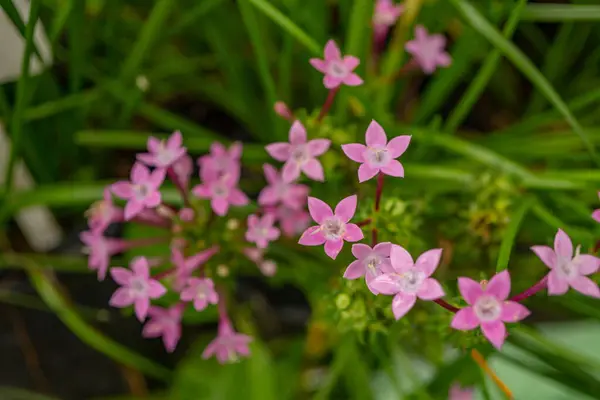 Ulusal bahçede Centaurium eritraea grubunun küçük pembe çiçekleri. Fotoğraf doğa arka planı, botanik posteri ve bahçe içeriği medyası için kullanılabilir.
