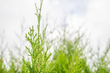 Küpressus torulosa 'nın yeşil yaprak arka planı. Fotoğraf botanik geçmişi, doğa posteri ve flora eğitimi içeriği medyası için kullanılabilir.