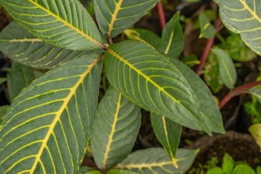 Sarı damarlı yeşil yaprak Sanchezia nobilis glaucophylla. Fotoğraf botanik geçmişi, doğa posteri ve flora eğitimi içeriği için kullanılabilir.