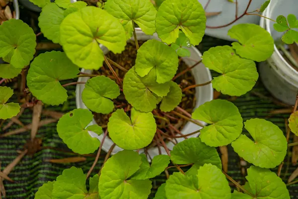 정원에 Centella Asiatica Gotu Kola 사진은 식물학적 포스터 콘텐츠 미디어에 — 스톡 사진