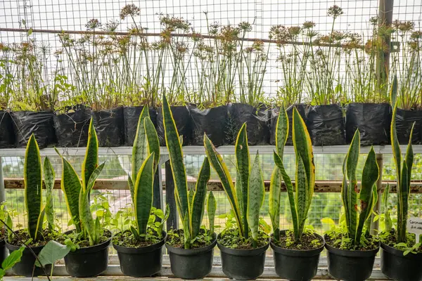 Sansevieria 'nın güçlü yapraklı çiçeği ulusal bahçede. Fotoğraf doğa arka planı, botanik posteri ve bahçe içeriği medyası için kullanılabilir.