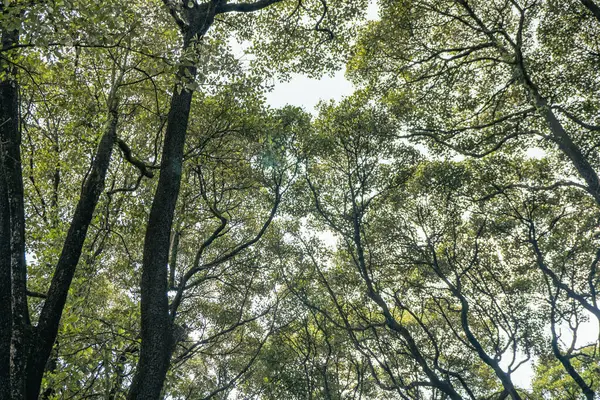 Μπροστά Αυλή Του Παραδοσιακού Βασιλείου Κεντρική Java Solo Sapodilla Δέντρο — Φωτογραφία Αρχείου