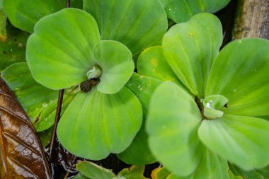 Green leaf of water lettuce Pistia stratiotes on the garden pool. The photo is suitable to use for botanical background, nature poster and flora education content media. clipart