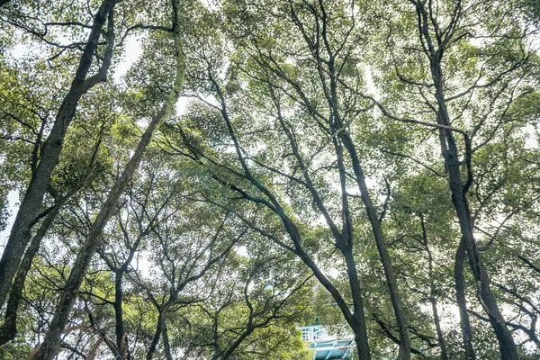 Передній Двір Традиційного Королівства Центральна Ява Соло Сокодільським Деревом Манількар — стокове фото