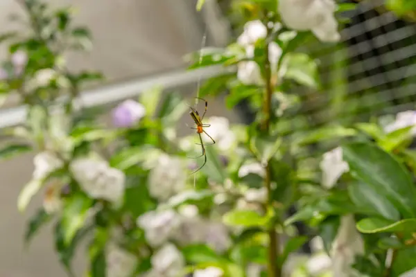 Velký Pavouk Zůstane Bílé Zdi Fotografie Vhodná Pro Použití Přírodě — Stock fotografie