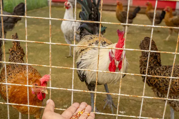 Человек Кормит Животных Групп Цыплят Gallus Domesticus Национальной Ферме Фотография — стоковое фото