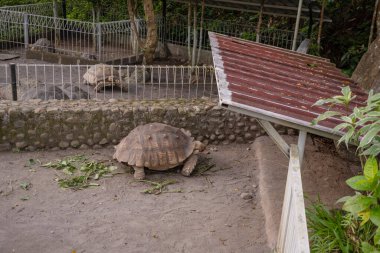 Büyük bir kaplumbağa, etrafı tel çitlerle çevrili ve kayalarla çevrili metal çatılı gölgeli bir alandan geçerek yürür. Yeşil yapraklar çevresindeki zemini kirletiyor, muhtemelen yiyeceği..