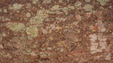 Bir ağaç kabuğunun karmaşık dokusunu gösteren yakın plan bir görüntü. Ağaç kabuğu yosun parçalarıyla kaplıdır ve kahverengi arkaplana biraz yeşillik katar. Bu görüntü doğanın güzelliğini yansıtıyor..