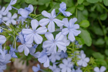 Plumbago auriculata (Cape Leadwort) yeşil bahçede mor çiçek açar. Fotoğraf doğa arka planı, botanik posteri ve bahçe içeriği medyası için kullanılabilir.