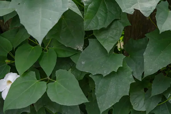 Bengal clockvine thunbergia grandiflora (Mavi Trompet Vine) yeşil yapraklı çiçek. Fotoğraf doğa arka planı, botanik posteri ve bahçe içeriği medyası için kullanılabilir.