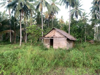 Yoğun bir tropikal ormanın ortasına kurulmuş mütevazı bir ahşap kulübe. Kulübenin sazdan çatısı ve ahşap duvarları etrafını çevreleyen yemyeşil ile kusursuz bir şekilde harmanlanarak sakin ve tenha bir atmosfer yaratıyor..